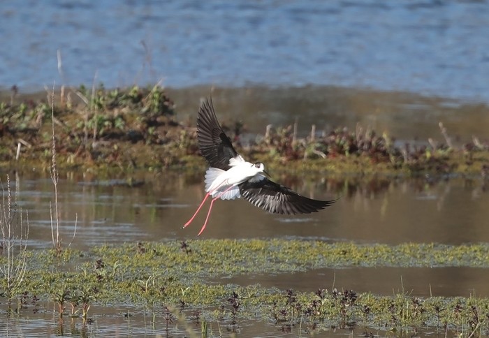 Black-winged Stilt