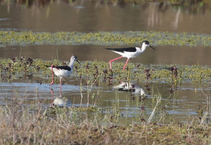 Black-winged Stilt