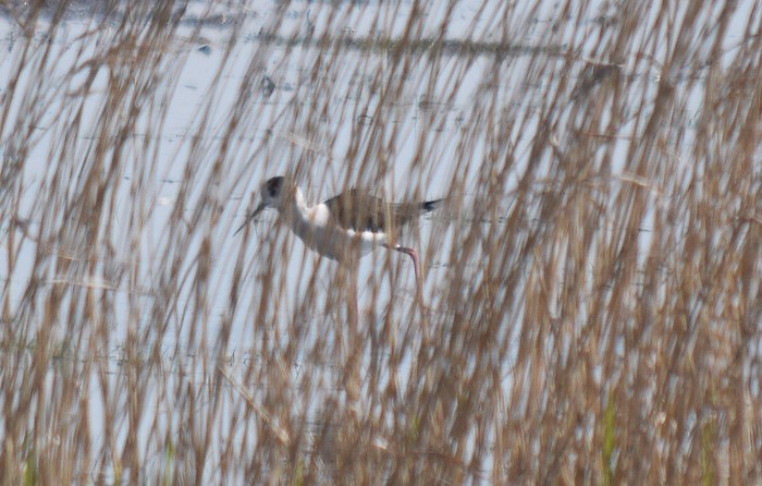 Black-winged Stilt
