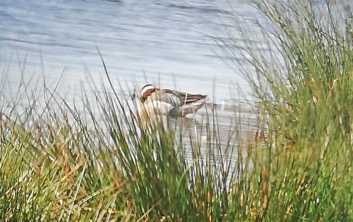 Garganey