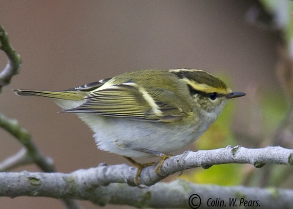 Pallas's Warbler