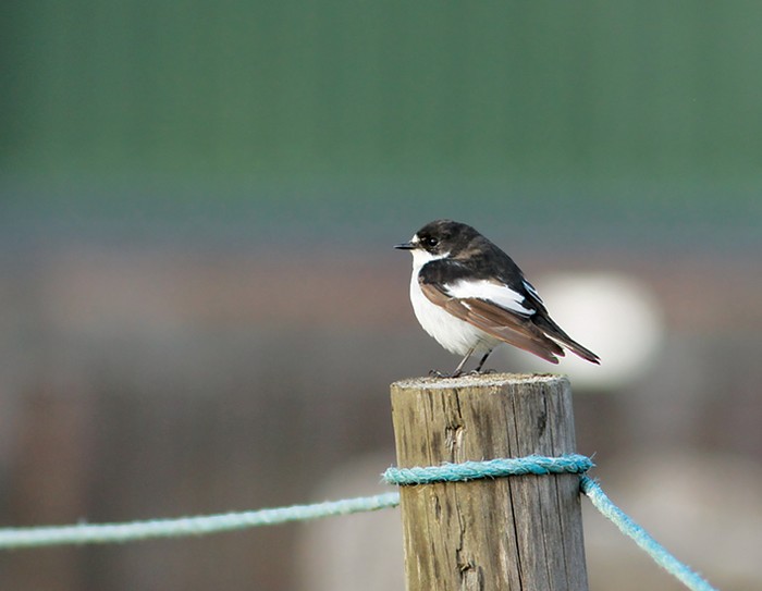 Pied Flycatcher