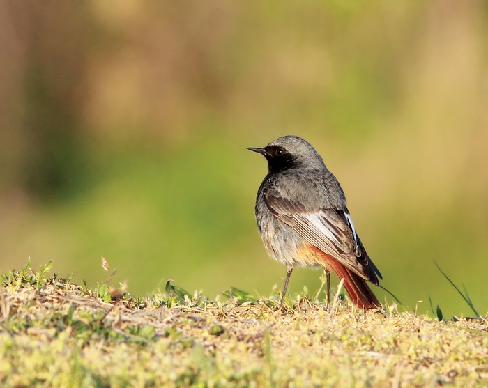 Black Redstart