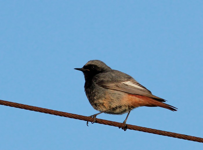 Black Redstart
