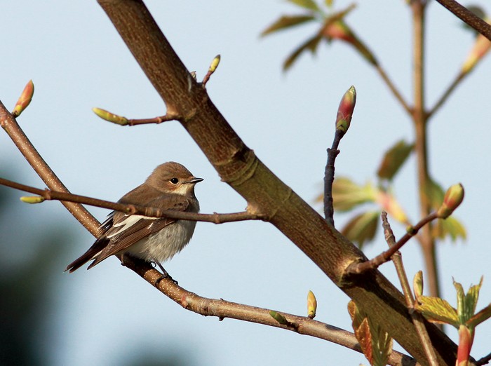 Pied Flycatcher