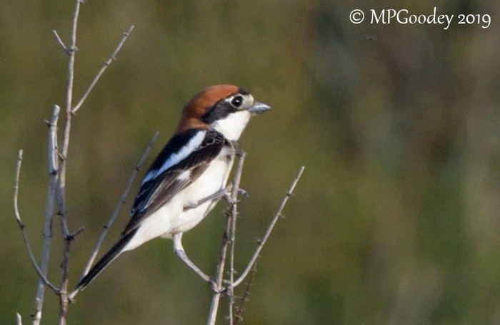 Woodchat Shrike