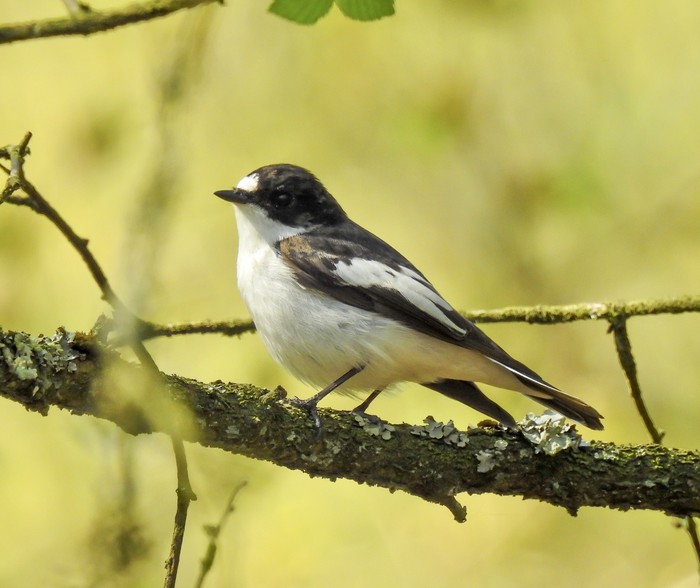 Pied Flycatcher