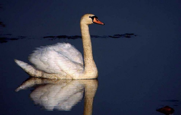 Mute Swan