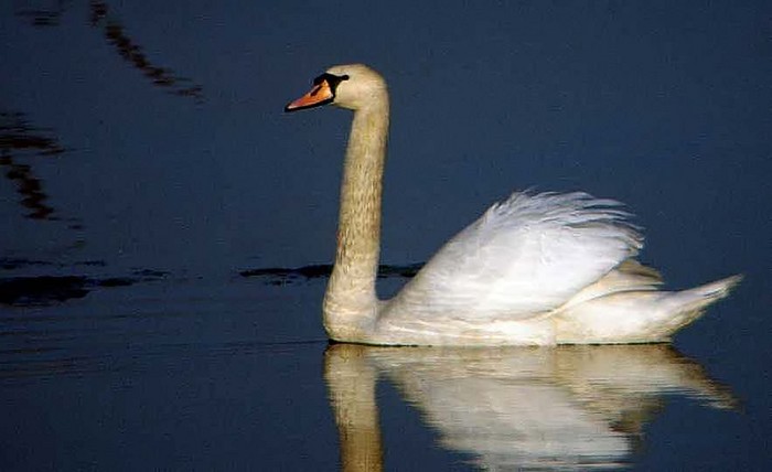 Mute Swan