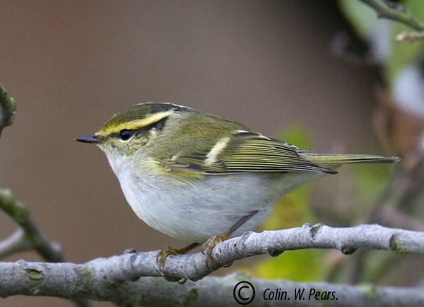 Pallas's Warbler