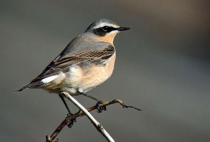 Wheatear