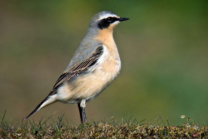 Wheatear