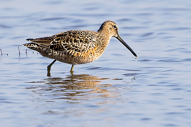 Long-billed Dowitcher