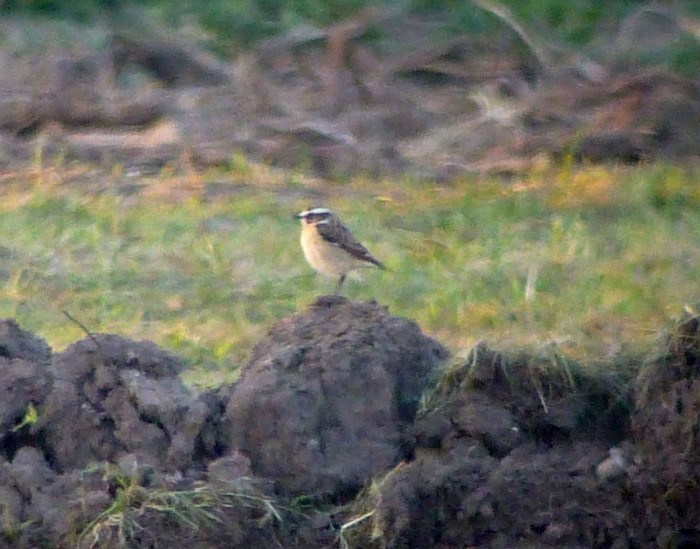 Whinchat