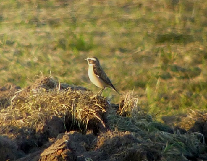 Whinchat