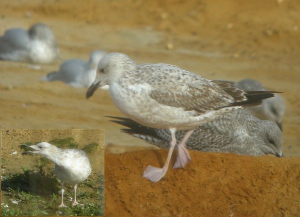 Caspian Gull