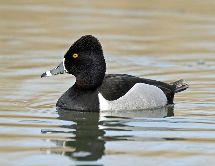 Ring-necked Duck