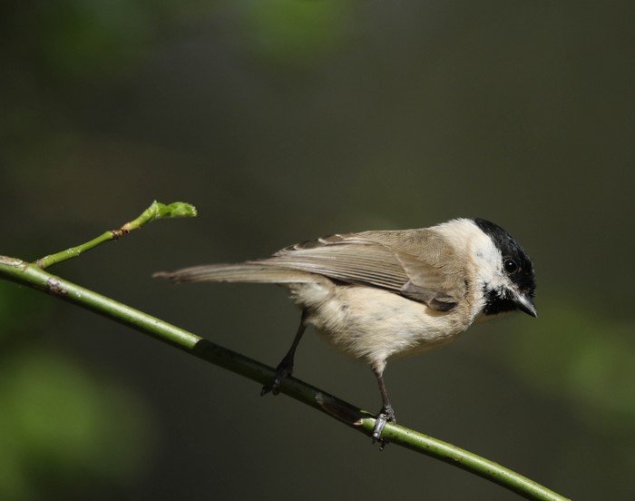 Marsh Tit