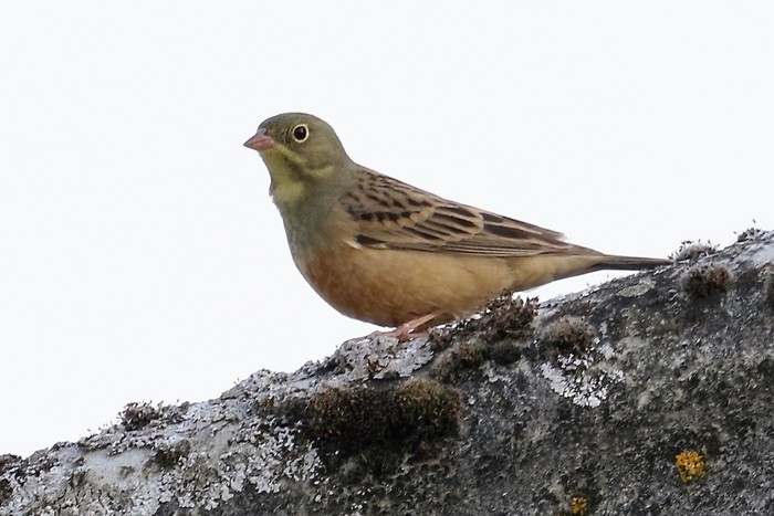 Ortolan Bunting