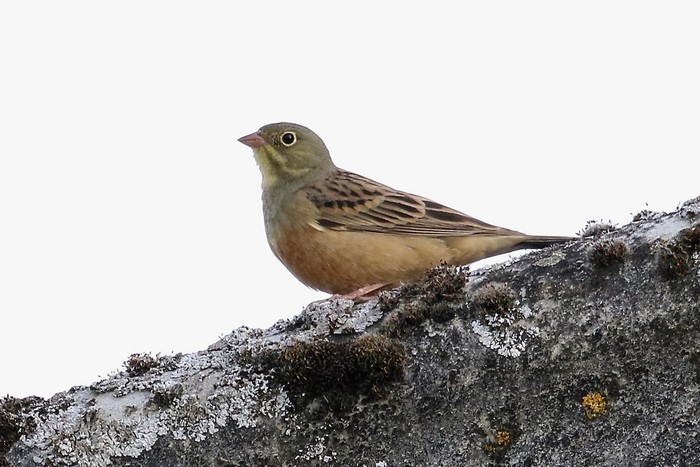 Ortolan Bunting