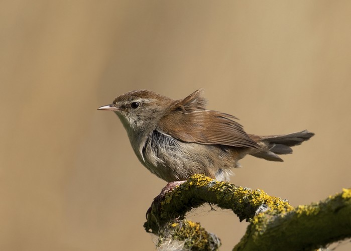 Cetti's Warbler
