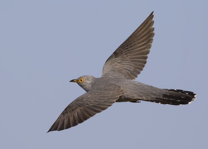 Cuckoo