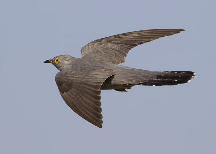 Cuckoo