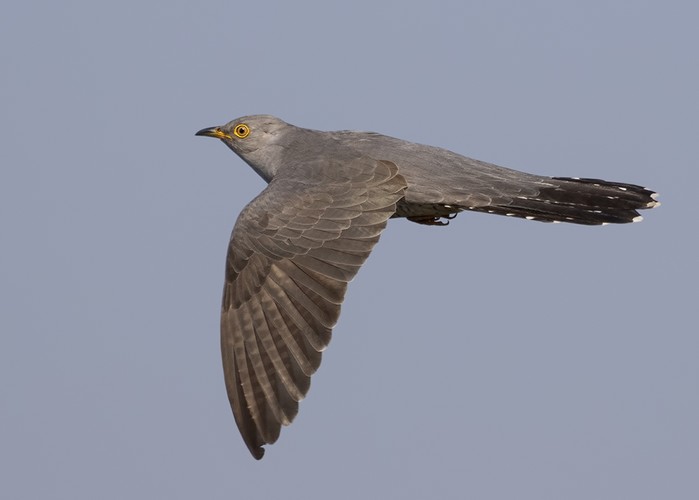 Cuckoo
