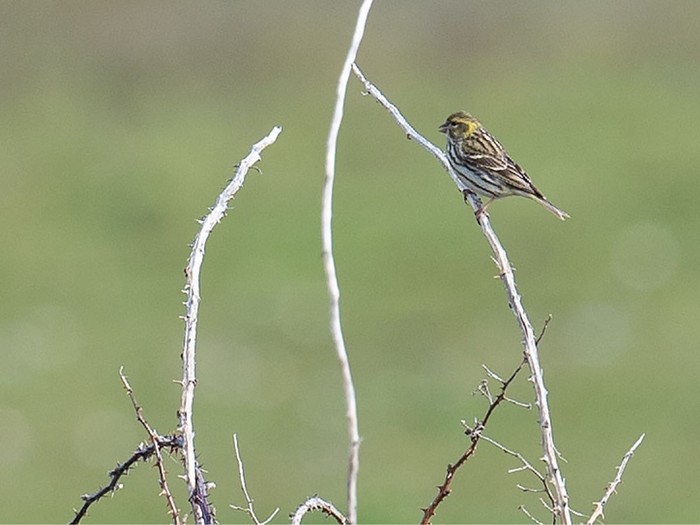 Serin