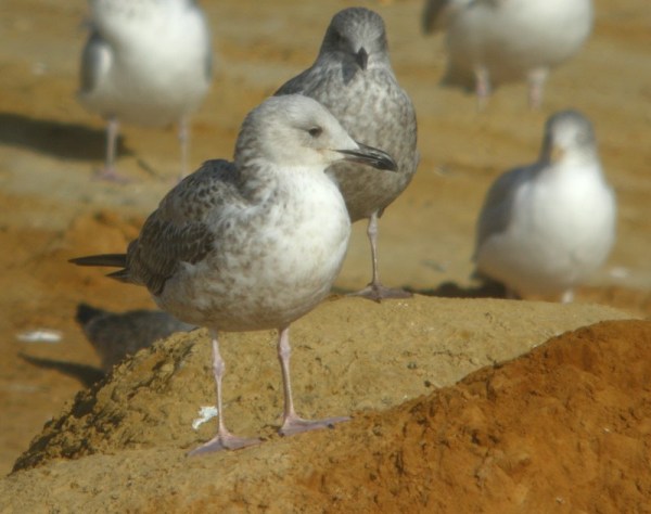 Caspian Gull