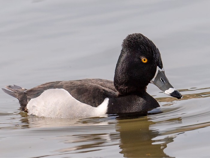 Ring-necked Duck