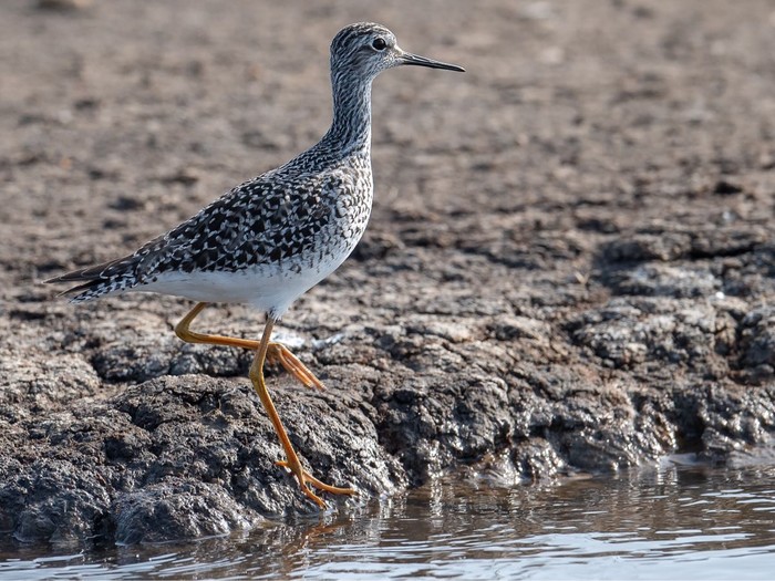 Lesser Yellowlegs