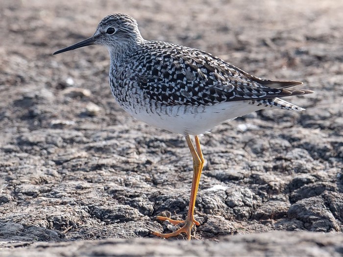 Lesser Yellowlegs