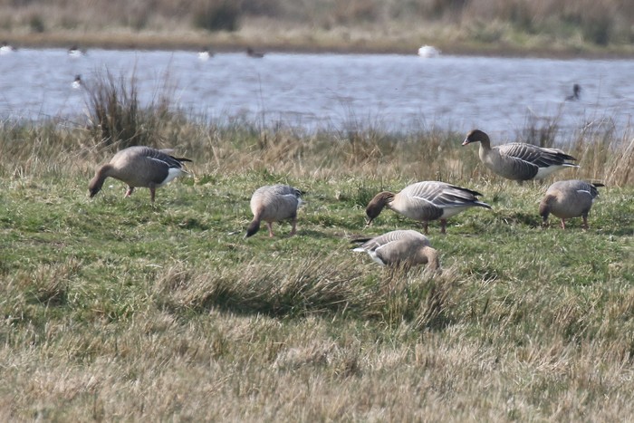 Pink-footed Goose