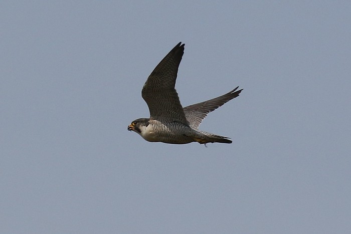 Peregrine