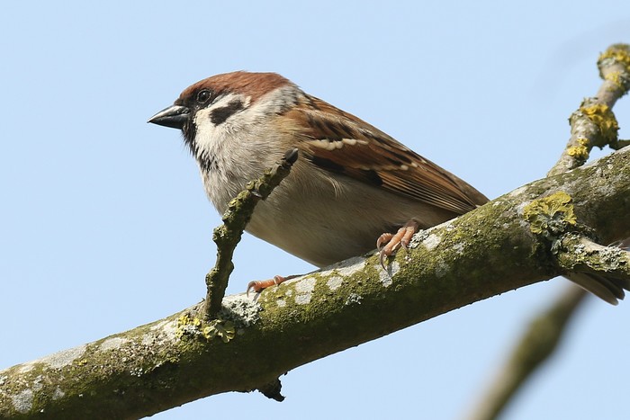 Tree Sparrow