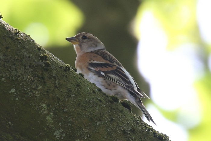 Brambling