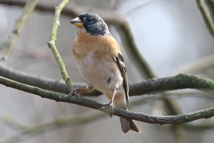 Brambling