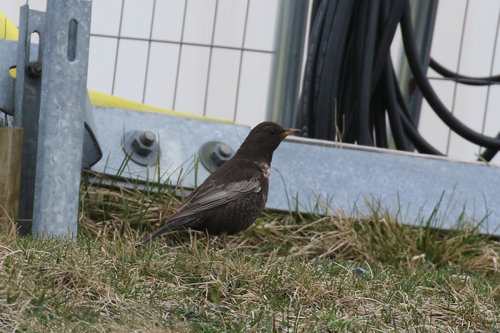 Ring Ouzel