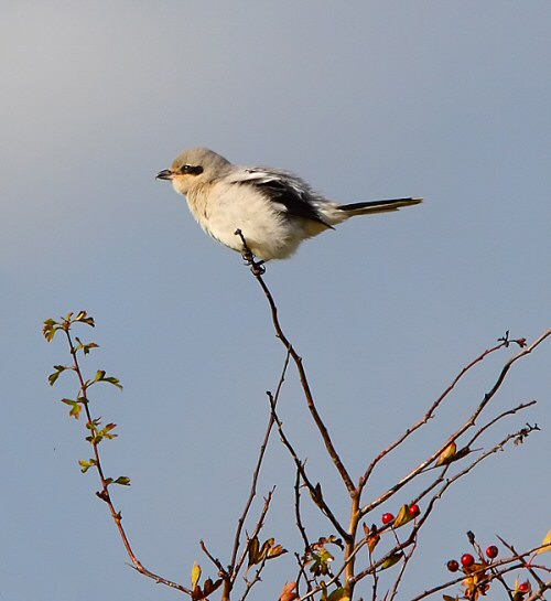 Great Grey Shrike