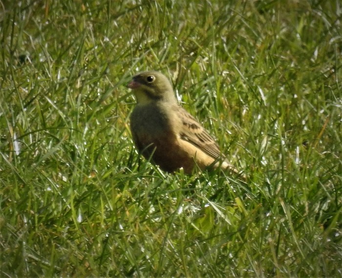 Ortolan Bunting