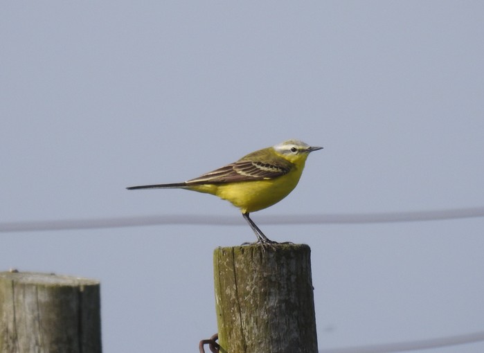 Channel Wagtail