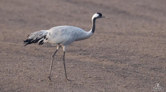 Common Crane