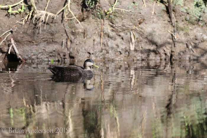 Black Duck