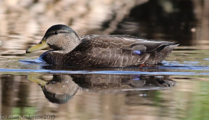 Black Duck