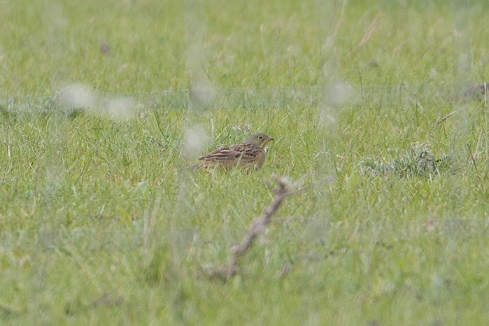 Ortolan Bunting