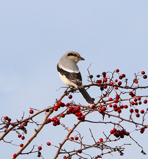 Great Grey Shrike