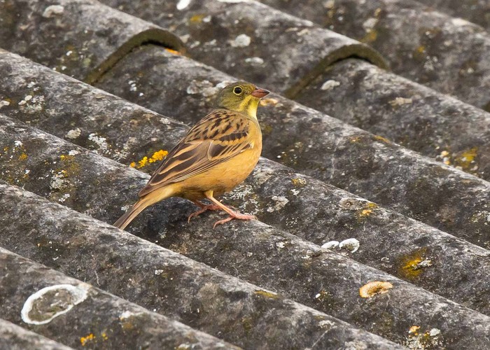 Ortolan Bunting