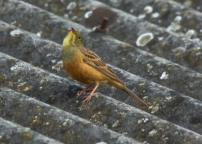 Ortolan Bunting