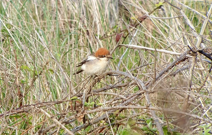 Woodchat Shrike